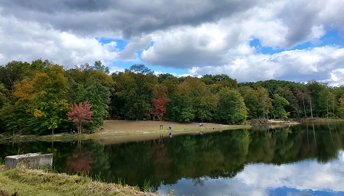 lake with trees