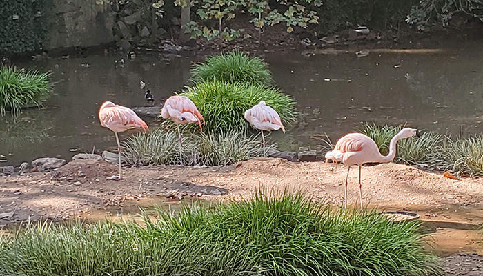 a group of flamingoes